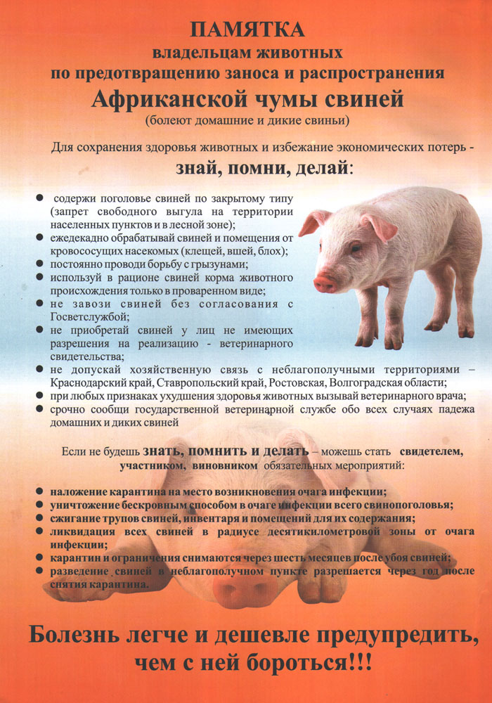 Важные факты о свином гриппе – Вопросы и ответы